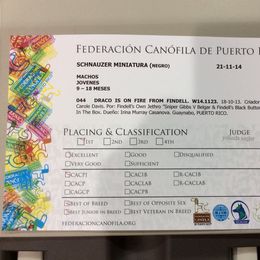 Miniature Schnauzer Puppies from Findell Kennel, LLC