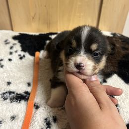 Boy 1 - White and black male Pembroke Welsh Corgi puppy in Elberton, Georgia from Lonesome Boone Corgis
