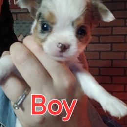 Romeo - Merle male Chihuahua puppy in Federalsburg, Maryland from Mobley Chihuahuas