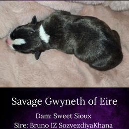 Savage Gwyneth of Eire - Brindle and white female Cardigan Welsh Corgi puppy in Plymouth, Iowa from Savages Low riders