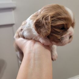 Lilly - Blenheim female Cavalier King Charles Spaniel puppy in Seneca, Kansas from Palmer Cavaliers