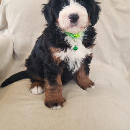Dallas - Tri-color male Bernedoodle puppy in Port Orange, Florida from Royal doodles of Florida