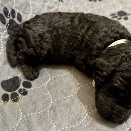 Girl 4 - Poodle puppy in Appleton, Wisconsin from Aspenwood Standard Poodles