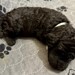 Girl 4 - Poodle puppy in Appleton, Wisconsin from Aspenwood Standard Poodles