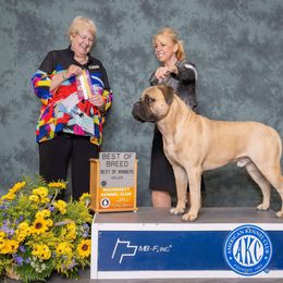 Bullmastiff Puppies from Amulet Bullmastiffs