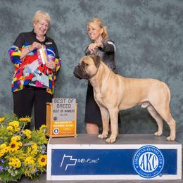 Bullmastiff Puppies from Amulet Bullmastiffs