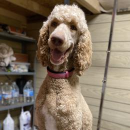 Liberty - Poodle