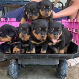 Girl 1 - Black and mahogany female Rottweiler puppy in Houston, Texas from Power Hause Kennels