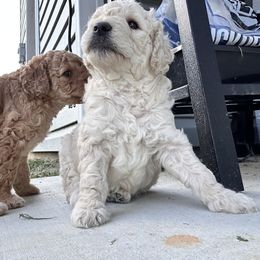 Goldendoodle Puppies from Diverse Nurturing Affectionate Doodle Kennel