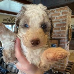 Chocolate Chip - Red merle male Australian Shepherd puppy in Columbia Falls, Montana from Firefly Horse Co Wellness Retreat Center
