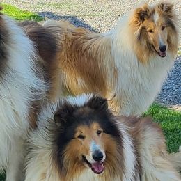 Collies from Keystone Collies