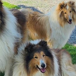Collies from Keystone Collies