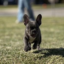 Buddy - Tricolors male French Bulldog puppy in Orange, California from French Farms