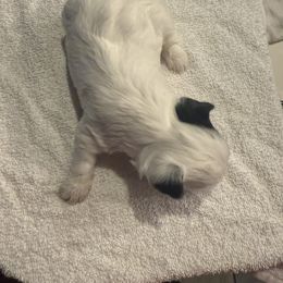 Yorkshire Terrier Puppies from Dallas Parti Yorkies