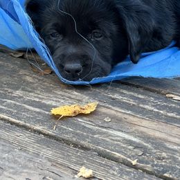 Labrador Retriever Puppies from Edgewood Farm Kennel