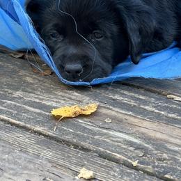 Labrador Retriever Puppies from Edgewood Farm Kennel
