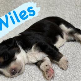 Wiles (Male 1) - Black tri-color male Aussiedoodle puppy in South Central, Pennsylvania from Windy Hills Mini Aussies & Doodles