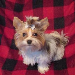 Peanut - Yorkshire Terrier