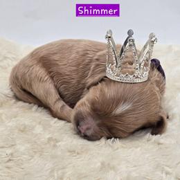 Shimmer - Apricot female Goldendoodle puppy in Neillsville, Wisconsin from Granton Creek