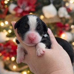 Max - Tri-color female Bernedoodle puppy in Kilgore, Texas from Furry Tail Doodles