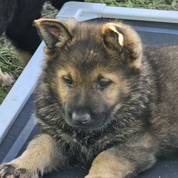 German Shepherd Puppies from Von Thomson Haus