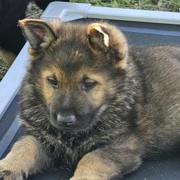 German Shepherd Puppies from Von Thomson Haus