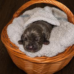 Boy 2 - Gray male Cane Corso puppy in Colorado Springs, Colorado from Legacy Bloodline