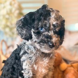 Tide - Merle male Cockapoo puppy in Saint Louis, Missouri from Jax Doodles