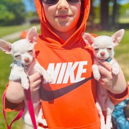"Snowball and snuggles" Chihuahua Puppies from Sasha’s Elite Kennel LLC