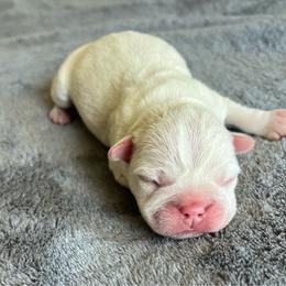 Tater - Blue male Boston Terrier puppy in Red Bluff, California from SunnyValley Bostons