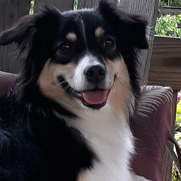 Australian Shepherds from Big Run Australian Shepherds