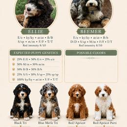 Bernedoodle puppies from Hilary’s Doodle Ranch
