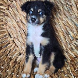 Spider - Black tri female Miniature Australian Shepherd puppy in Cleveland, Georgia from Jam's Doodles And Poodles
