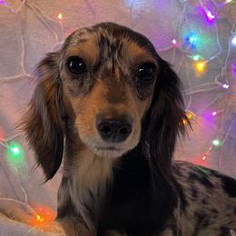 Rosie - Dachshund