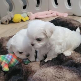 Crumpet - White and lemon female Maltese puppy in Allentown, Pennsylvania from Linda's Lovely Maltese