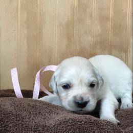 Miss Pink - Light golden female Golden Retriever puppy in Patterson, California from Trusted Valley Retrievers