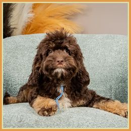 Simon - Brown male Cockapoo puppy in Connersville, Indiana from Deaz Doodle Ranch