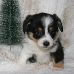 Mochi - Black male Companion Cross puppy in Fairview, South Dakota from Dakota Toy Aussies