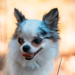 Blue - Chihuahua