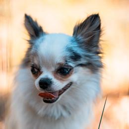 Blue - Chihuahua