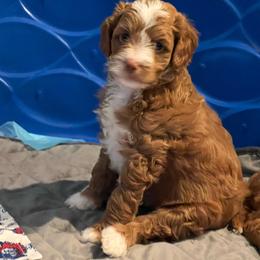 Rider - Brown male Double Doodle puppy in Marina Del Rey, California from Super Double Doodles