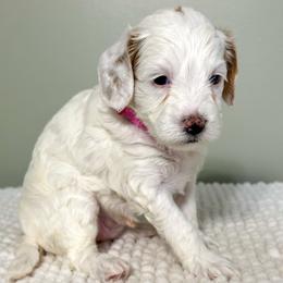 Winter - male Goldendoodle puppy in Florence, South Carolina from Candy Doodles