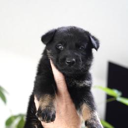 Tank - Bi-color male German Shepherd puppy in Coarsegold, California from Yosemite Shepherds