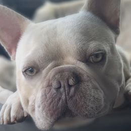 Jake - French Bulldog