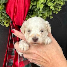 Orange collar boy. - White male Miniature Schnauzer puppy in Oneonta, Alabama from Murphree Valley Kennels
