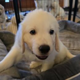 Boy 3 (black collar) Roger - Light golden male Golden Retriever puppy in Elizabeth, Colorado from Blazing Star Goldens