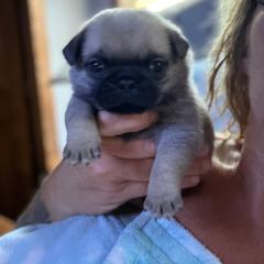 Gus - Fawn male Pug puppy in Saint Pauls, North Carolina from Copperfield’s Goldens