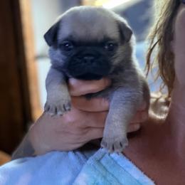 Gus - Fawn male Pug puppy in Saint Pauls, North Carolina from Copperfield’s Goldens