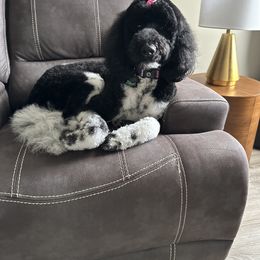 Roxy - Bernedoodle