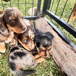 Dachshund Puppies from Waddell Weenies